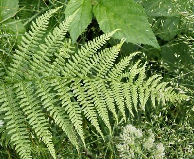 Majbräken, Athyrium felix-femina. .jpeg
