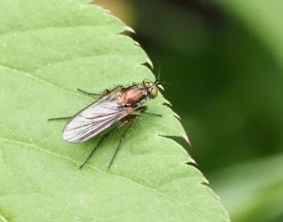 Dolichopus ungulatus.jpg