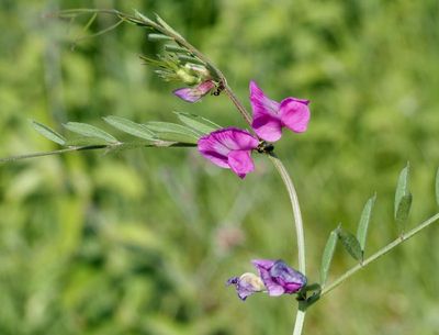 Kärrvial, Lathyrus palustris .jpeg