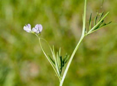 Sparvvicker, Vicia tetrasperma .jpeg
