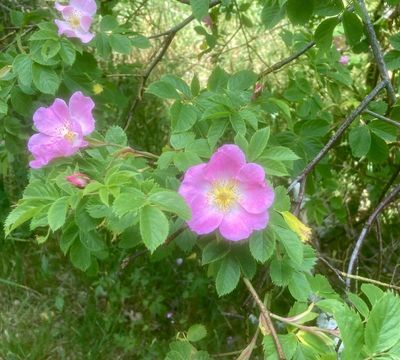Nyponros, Rosa dumalis agg. jpeg