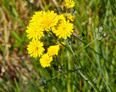 Klofibbla, Crepis tectorum .jpeg
