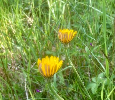 Rotfibbla, Hypochoeris radicata .jpeg