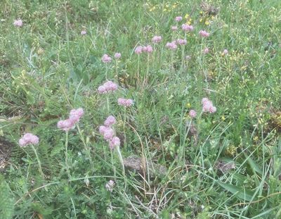 Kattfot, Antennaria dioica
