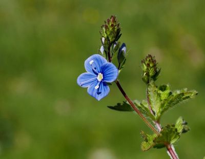 Veronikaväxter, Veronica genus