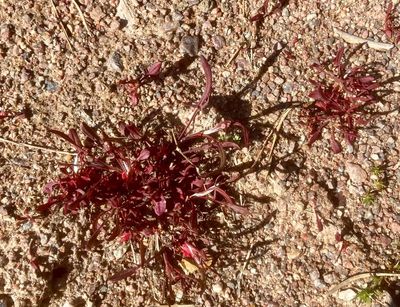 Rödsyra, Rumex acetosella asp. Tenuifolius .jpeg