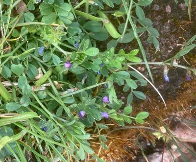 Vårvicker, Vicia lathyroides. .jpeg