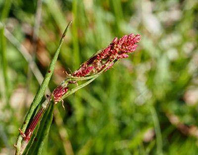 Ängssyra, Rumex acetylsalicylsyran. jpeg