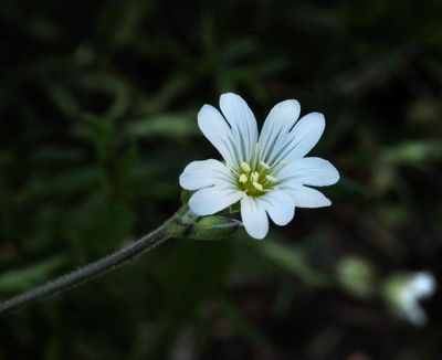 Fältarv, Cerastium arvense, jpeg