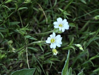 Fältarv, Cerastium arvense, jpeg