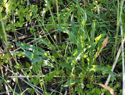 Vattenskräppa, Rumex hydrolappatum. jpeg