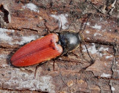 Ampedus genus