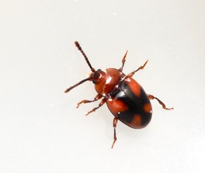 Fungus Beetles, Svampbaggar (Endomychidae)