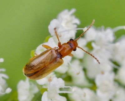 Leaf Beetles, Bladbaggar (Chrysomelidae)