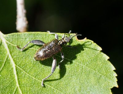 Donaciinae, Bladbockar