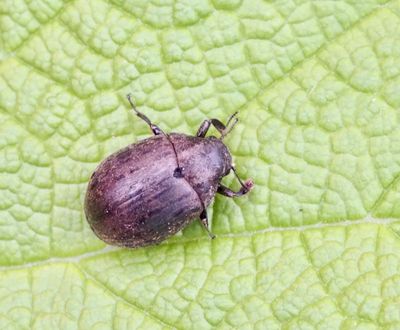 BEETLES (COLEOPTERA) in SWEDEN