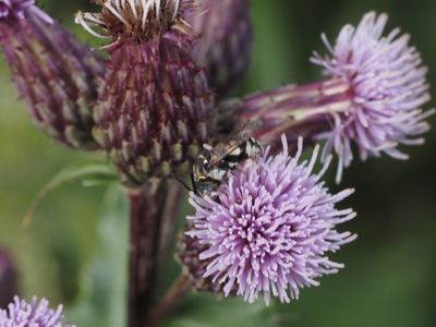 APOIDEA, BEES, BIN