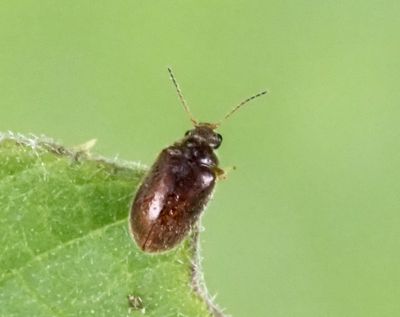 Scirtidae, Mjukbaggar