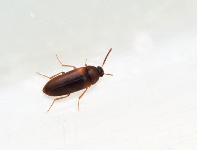 Melandryidae, Brunbaggar
