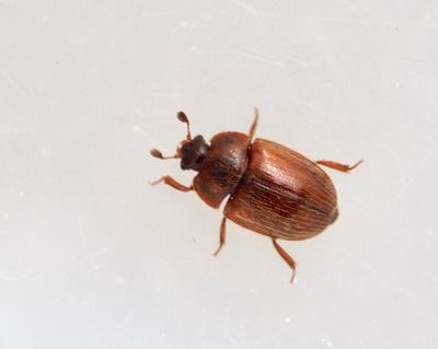 Nitidulidae, Glansbaggar