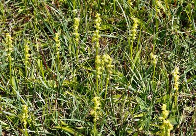Swedish Wild Orchids