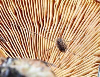 Swedish Harvestmen, Lockespindlar (ord. Opiliones)