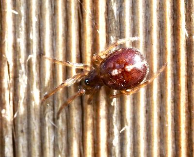 Orb Webb Spiders, Hjulspindlar (Araneidae)