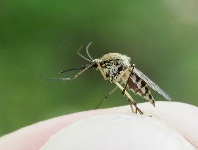 Stickmyggor, Mosquitoes and Gnats, Culicidae