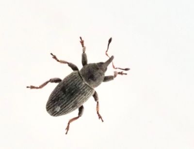 Curculioninae, True Weevils, Egentliga vivlar