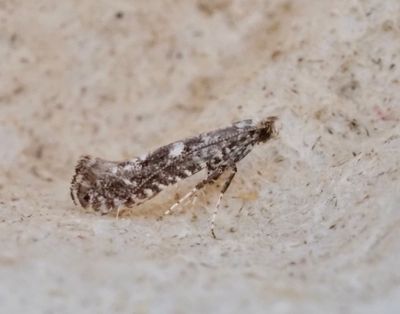 Styltmalar, Gracillariidae