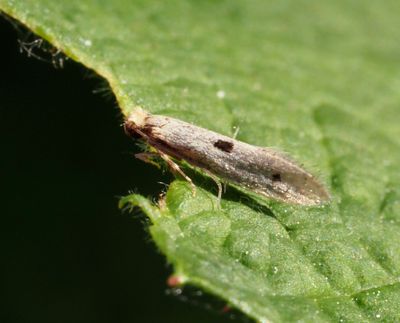 Äkta Malar, Tineidae