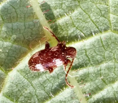 Anobiidae, Trägnagare