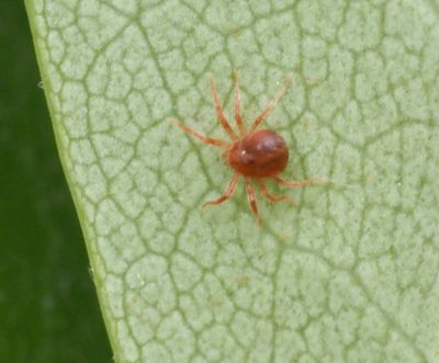 Ticks, mites and gall-forming arachnids