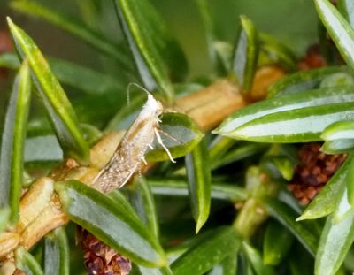 Skottmalar, Argyresthia