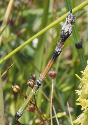 LUMMERVÄXTER och FRÄKENVÄXTER, CLUBMOSSES and HORSETAILS