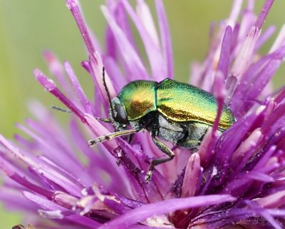 Cryptocephalus, Fallbaggar