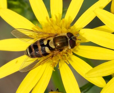 Eupeodes and Epistrophe genus, fältblomflugor och brynfältblomflugor