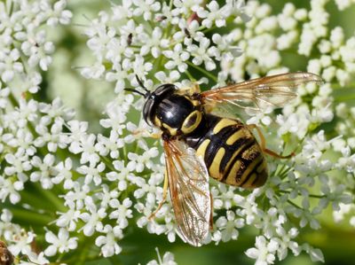Getingblomflugor, Chrysotoxum