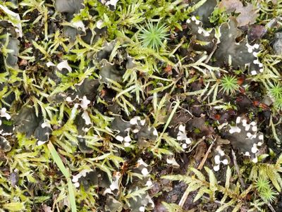LICHENS, LAVAR, Ascomysota