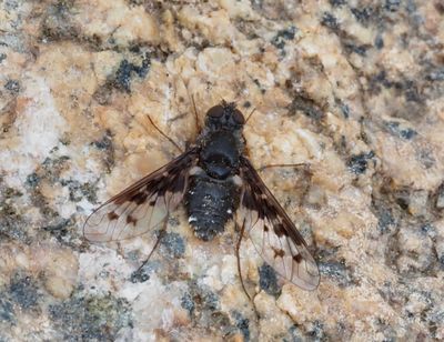 Svenska Svävflugor, (Bombyliidae) Swedish Bee flies