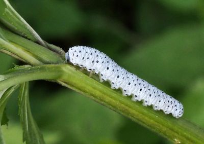 Tenthredo scrophulariae .jpeg