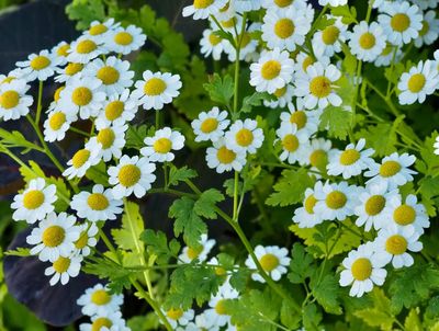 Mattram, Tanacetum parthenia. jpeg