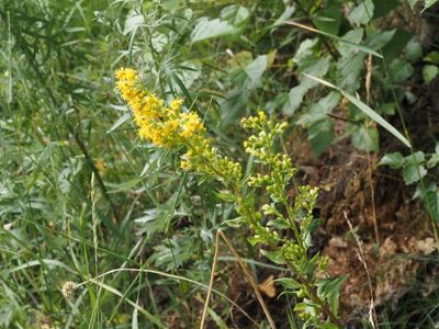 Gullris, Solidago virgaurea. jpeg