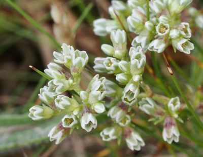 Vitknavel, Scleranthus perennas. jpeg