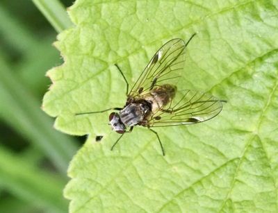 Chrysopilus fristats Female .jpeg