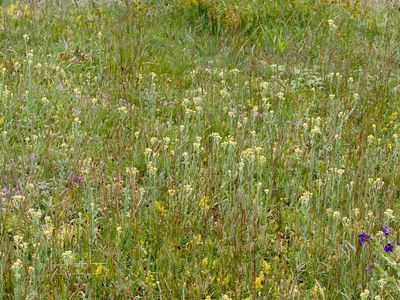 Hedblomster, Helichrysum arenarium. jpeg
