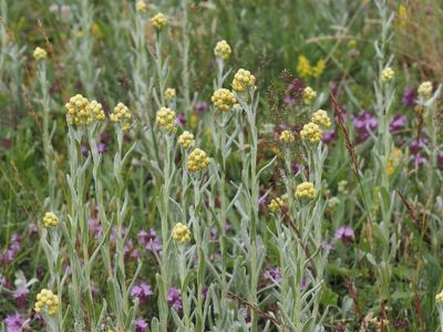 Hedblomster, Helichrysum arenarium. jpeg