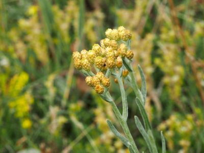 Hedblomster, Helichrysum arenarium. jpeg