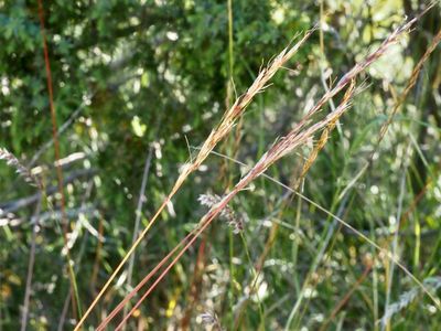Lundelm, Elymus caninus .jpeg
