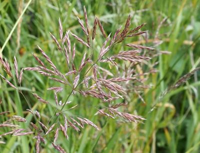 Foderlosta, Bromopsis inermis. jpeg